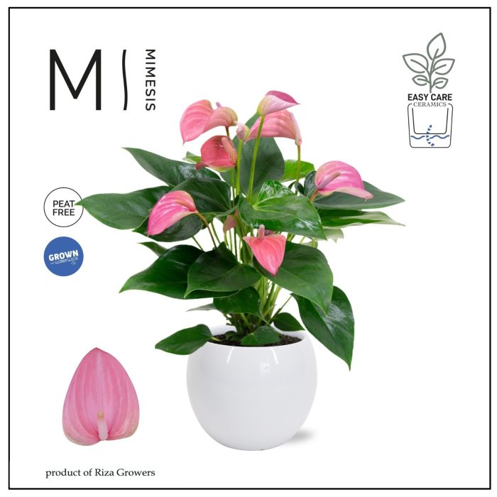 Mimesis Anthurium KARMA Joli - Lisa White, D 12