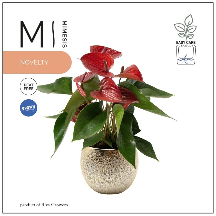 Mimesis Anthurium KARMA Picanta - 12cm Bubbly Gold, D 12