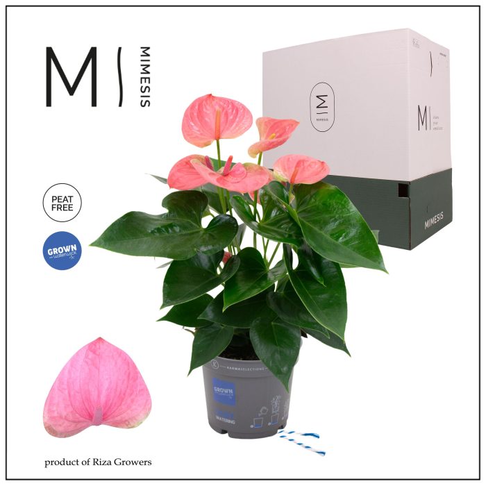 Mimesis Anthurium KARMA Pink - 12cm, D 12
