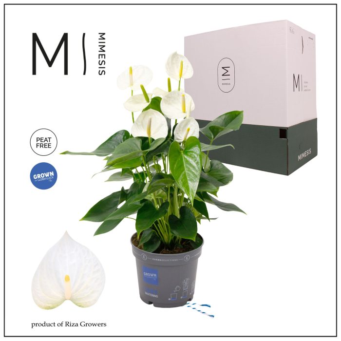 Mimesis Anthurium KARMA White Compact - 17cm, D 17