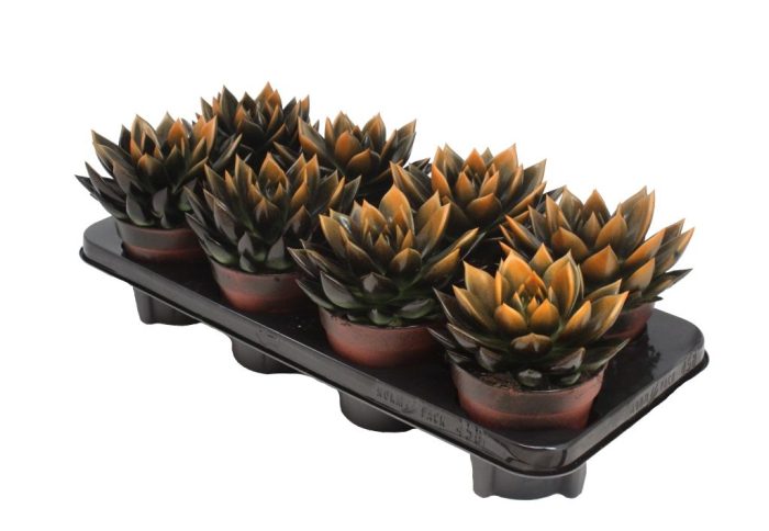 Miranda bicoloured black/orange, D 12