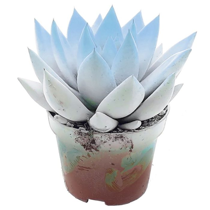 Miranda bicoloured white/pastel blue, D 6