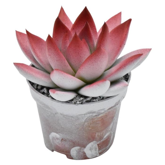 Miranda bicoloured white/red, D 6