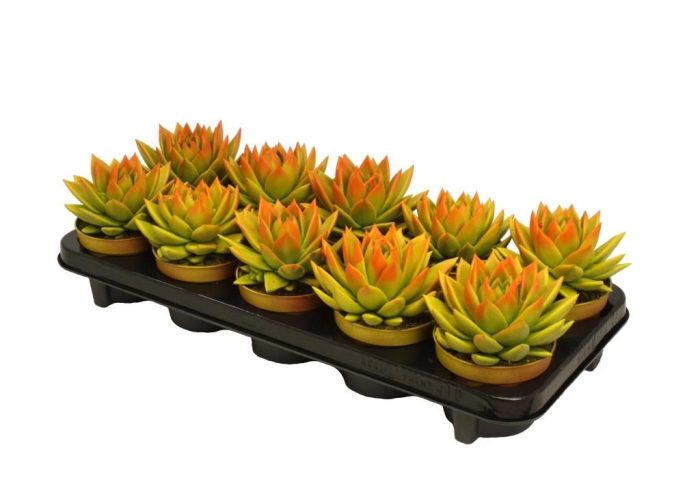 Miranda bicoloured yellow/orange, D 10,5