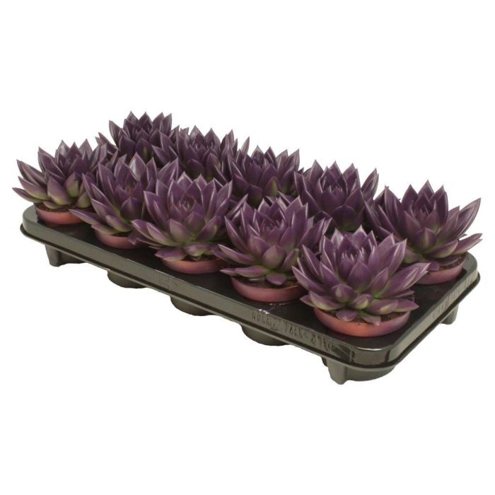 Miranda coloured dark purple, D 10,5