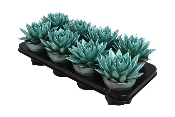Miranda coloured metallic green, D 12