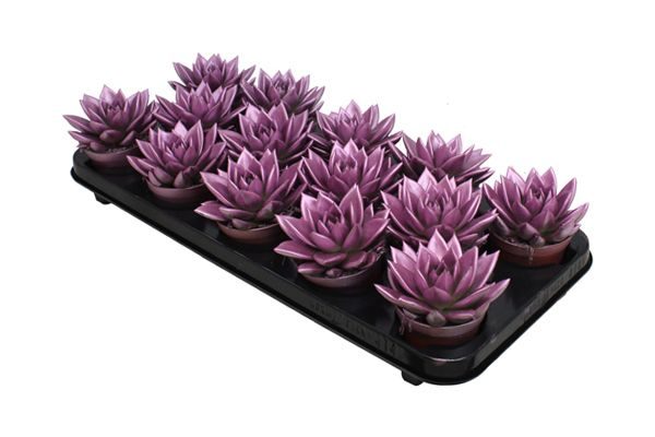 Miranda coloured metallic pink, D 8,5