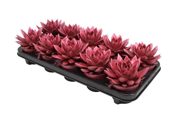 Miranda coloured metallic red, D 10,5