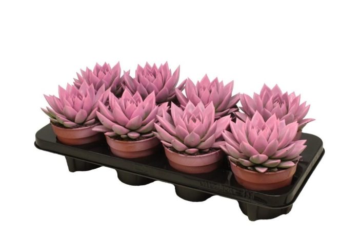 Miranda coloured pink, D 12