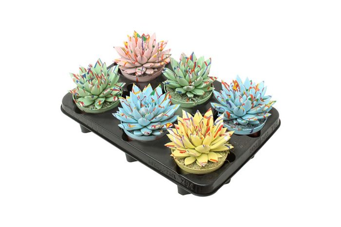 Miranda coloured Splash pastel mix, D 10,5