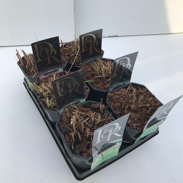 Miscanthus mix in tray, D 17