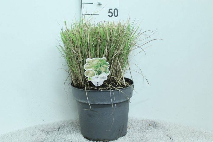 Miscanthus sin. 'Adagio' P29, D 29