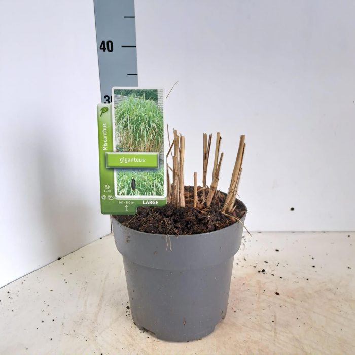 Miscanthus sin. 'Giganteus', D 19