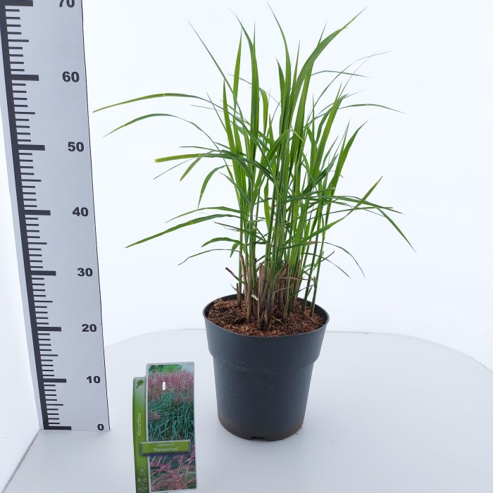 Miscanthus sin. 'Malepartus', D 23