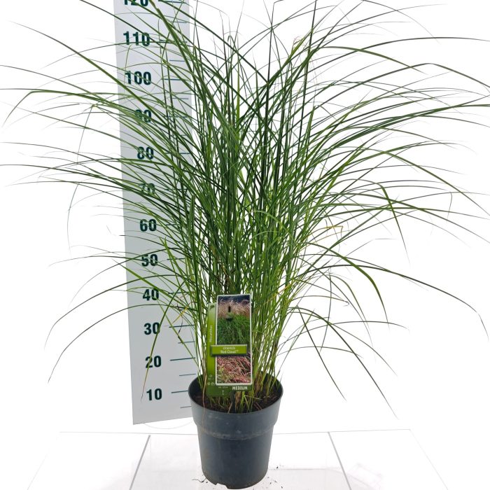 Miscanthus sin. 'Red Cloud', D 23