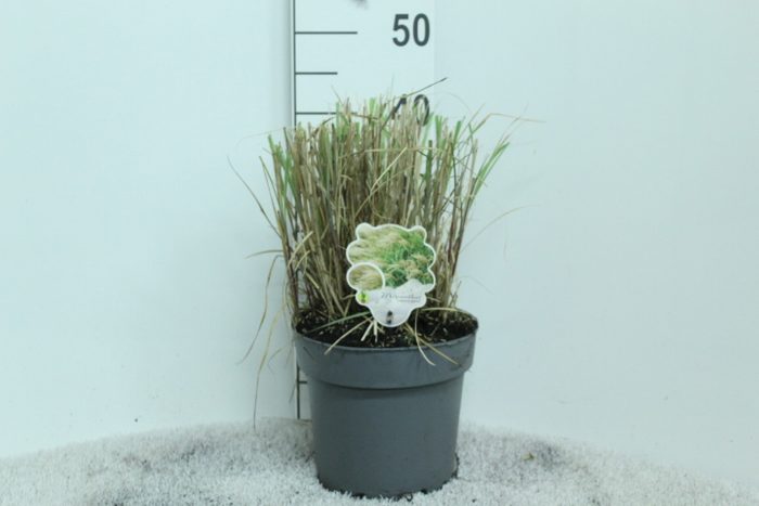 Miscanthus sinensis 'Adagio' P23, D 23