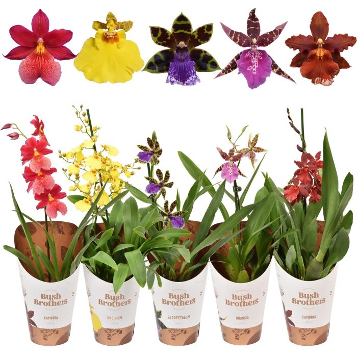 Mix A1 kort met potcover 12 cm, D 12