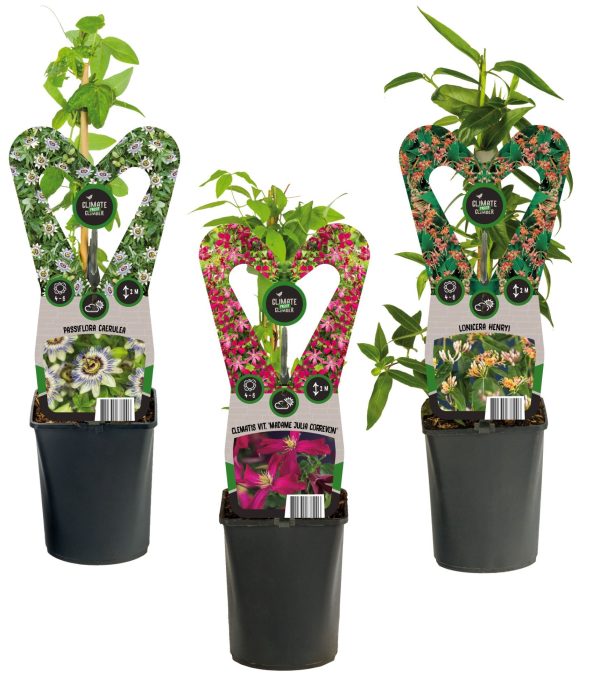 Mix CC 50% Clematis, 50% Climbers +3.0 label, D 11