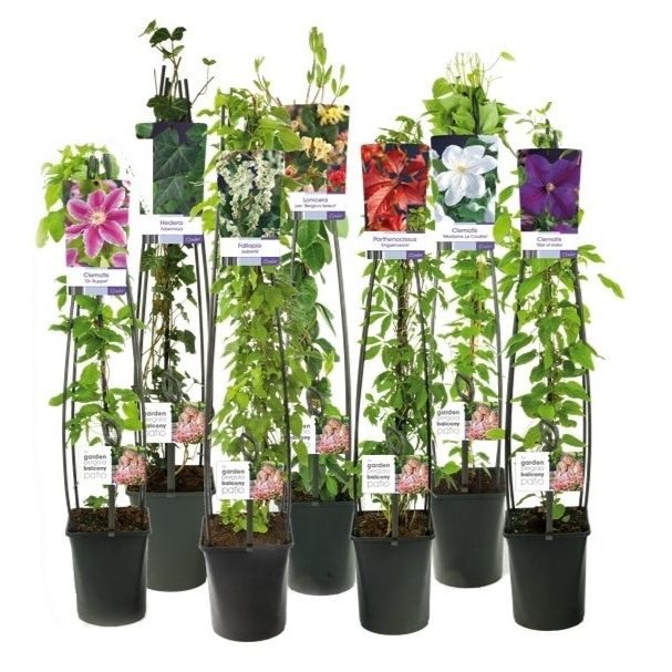 Mix CC 50% Clematis, 50% Climbers +light label, D 23