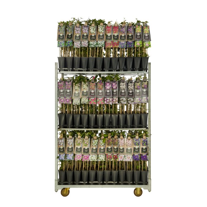 Mix CC Clematis +3.0 label, D 17