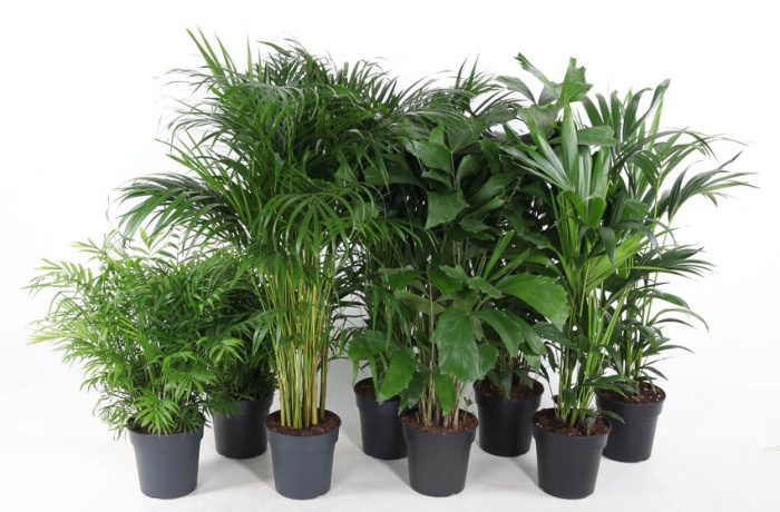 Mix Palm pot 21, D 21