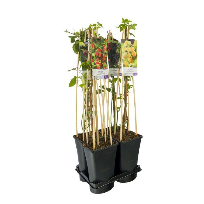Mixtray Fruit +light label, D 17