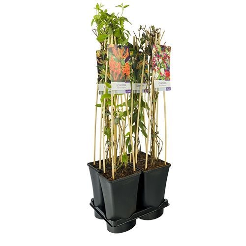 Mixtray Lonicera +light label, D 17