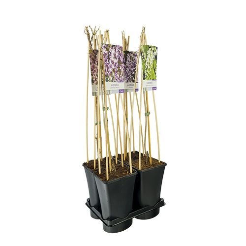 Mixtray Wisteria +light label, D 17