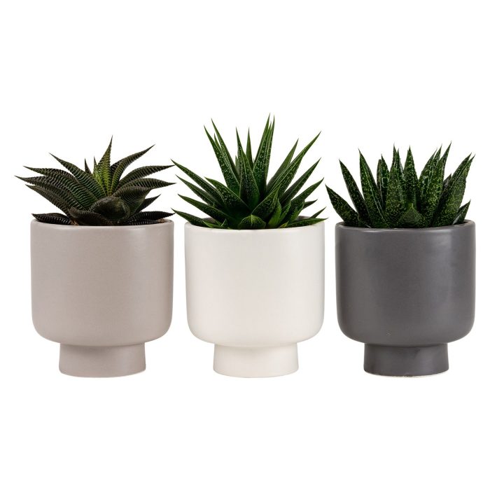 Modest Cova with Succulent mix, D 9
