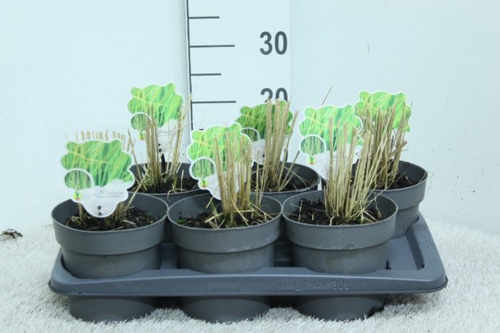 Molinia caerulea 'Heidebraut' P17, D 17