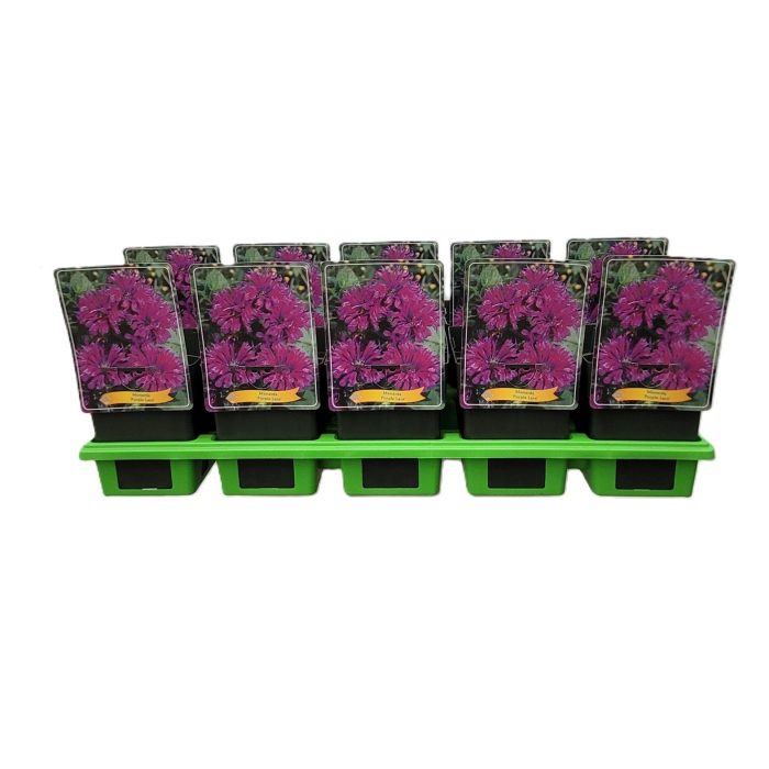 Monarda 'Purple Lace' P11, D 11