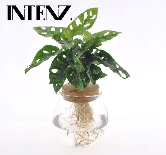 Monstera adansonii 12cm in Bolglas + Klikkurk - levertijd: 24 u, D 12