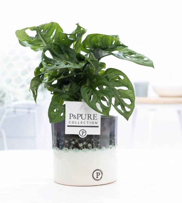 Monstera Adansonii in P&PURE Illusion cer. (perfectly imperfecta, D 12