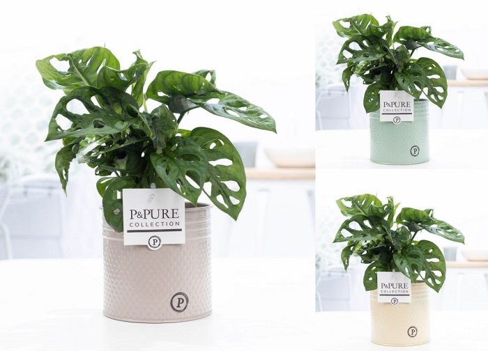 Monstera Adansonii in P&PURE Louise 4 mix ass.3, D 12