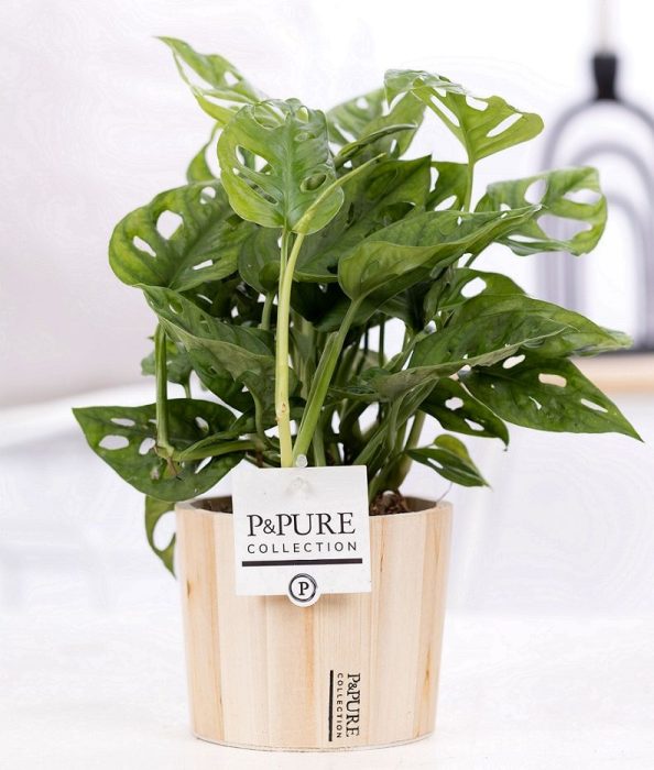 Monstera Adansonii in P&PURE wood 5, D 12