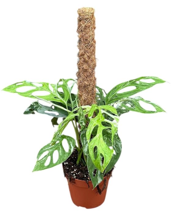 Monstera Adansonii Indonesian Marble, D 17