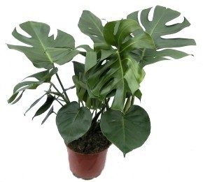 MONSTERA DELICIOSA, D 24