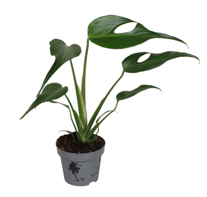 MONSTERA DELICIOSA 'Burle Marx', D 12