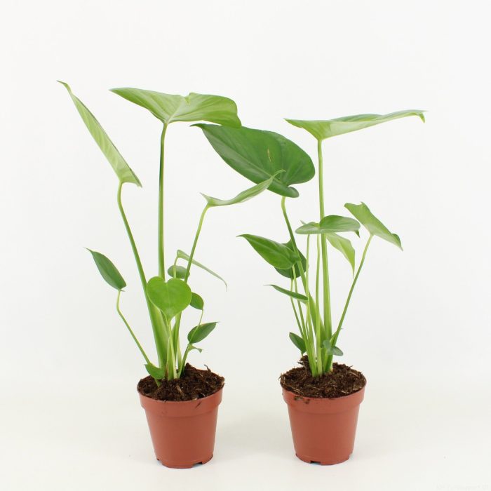 Monstera Deliciosa P12, D 12