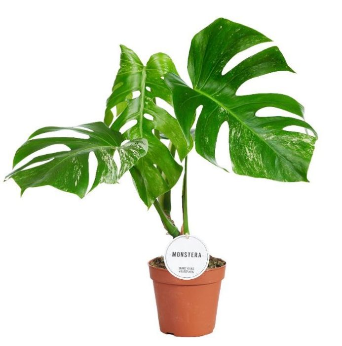 Monstera Deliciosa Variegata B, D 15