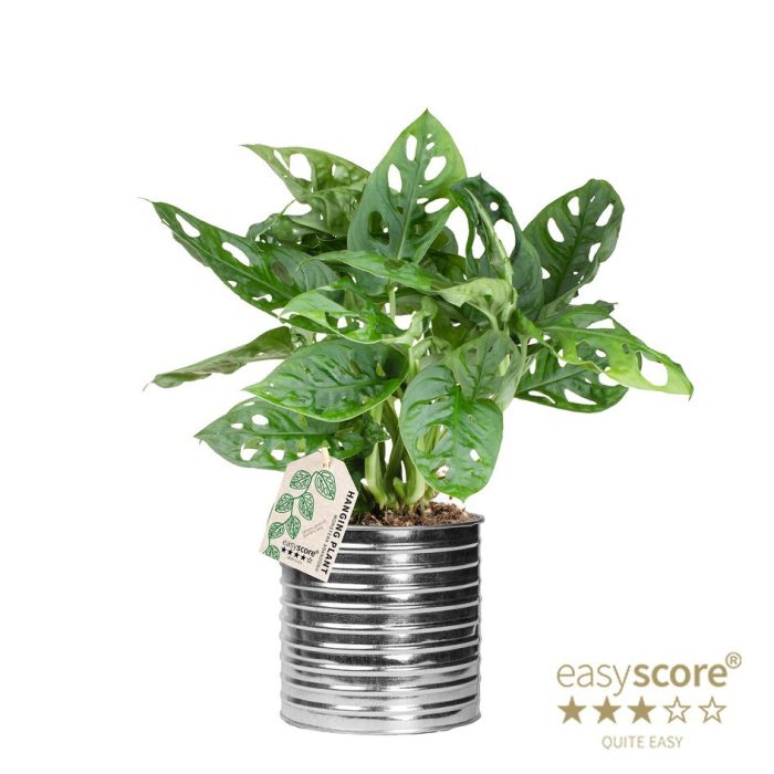 MONSTERA FRIEDRICHSTAHLII 41122095 Zink Can Monstera, D 12