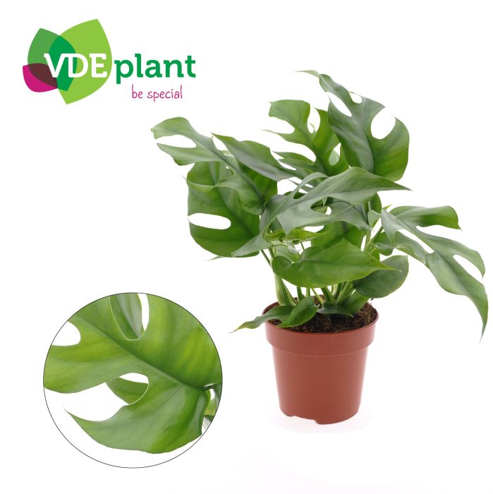 Monstera Minima, D 12