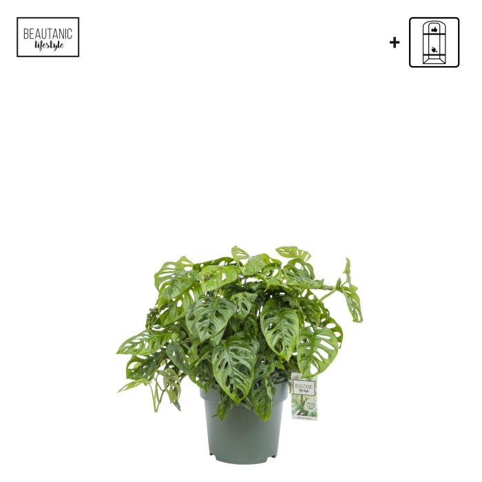 Monstera Obliqua, D 27