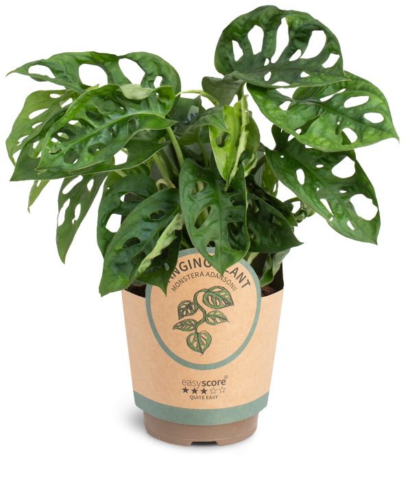 Monstera obliqua 'Adansonii', D 11