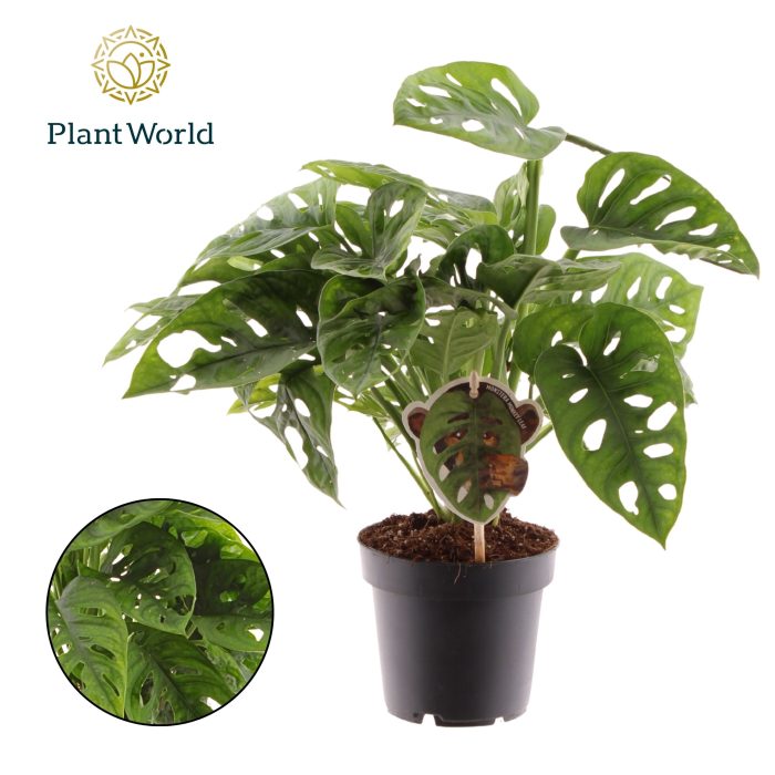 Monstera obliqua 'Monkey Leaf', D 12