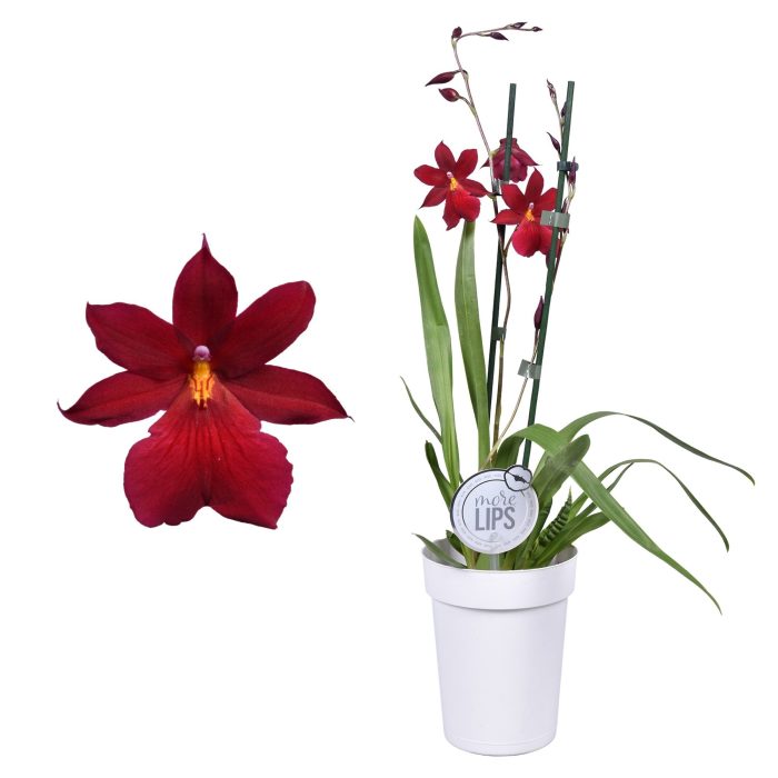 MoreLIPS® Cambria 'Nelly Isler' 2 tak met witte pot, D 12