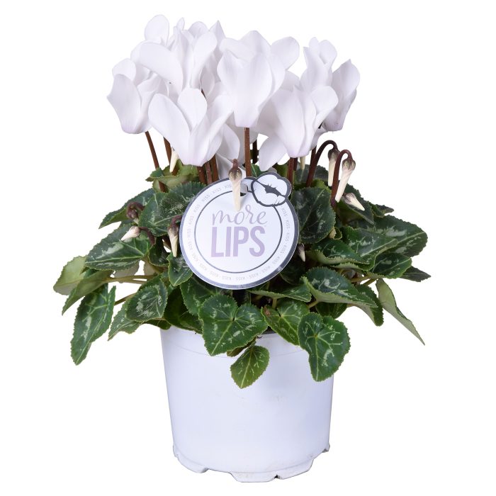 MoreLIPS® Cyclamen wit, D 12