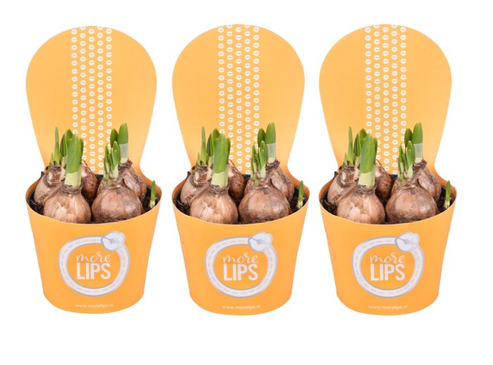 MoreLIPS® Narcis 'Tete a tete' in gele luxe potcover, D 10,5