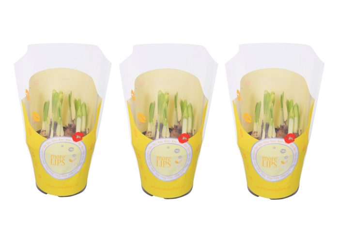 MoreLIPS® Narcis 'Tete a tete' in gele showhoes, D 10,5
