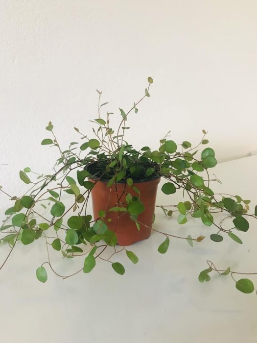 MUEHLENBECKIA COMPLEXA, D 9